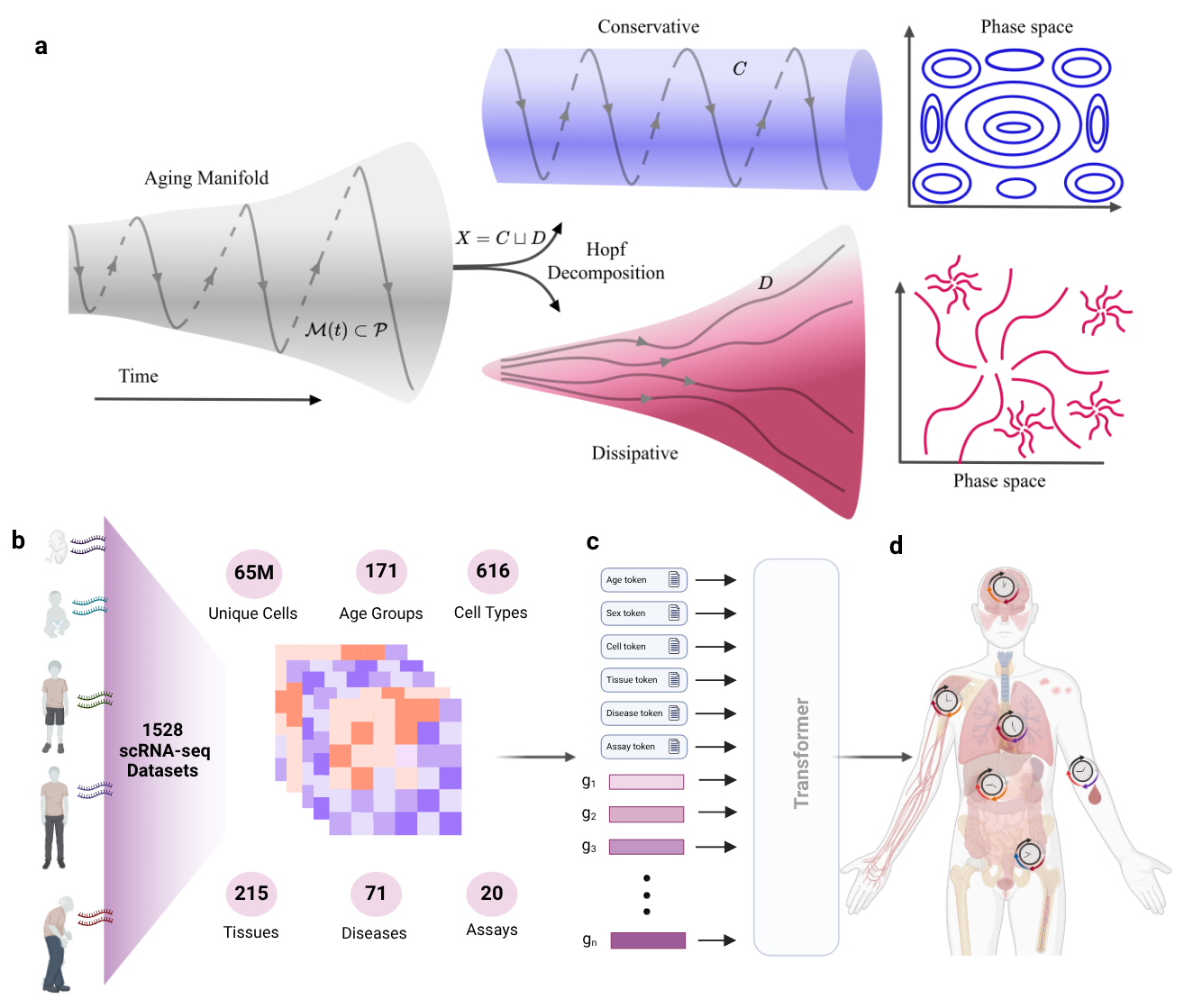 Cellular aging and molecular structures